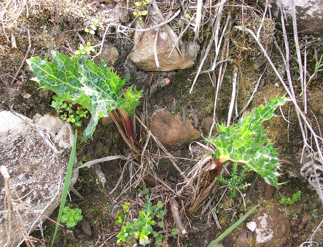 Lichtensteinia lacera