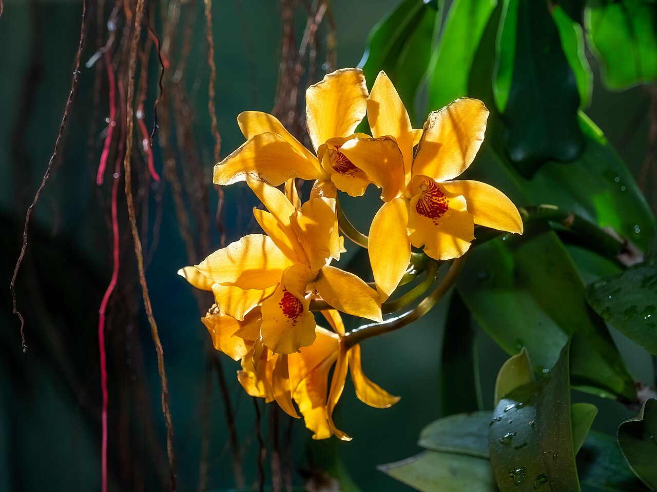 Bulbophyllum jaapii