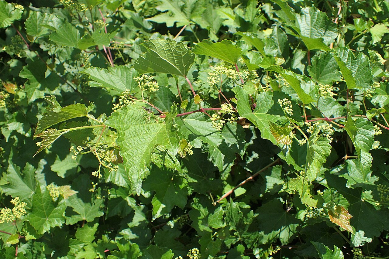 Ampelopsis brevipedunculata