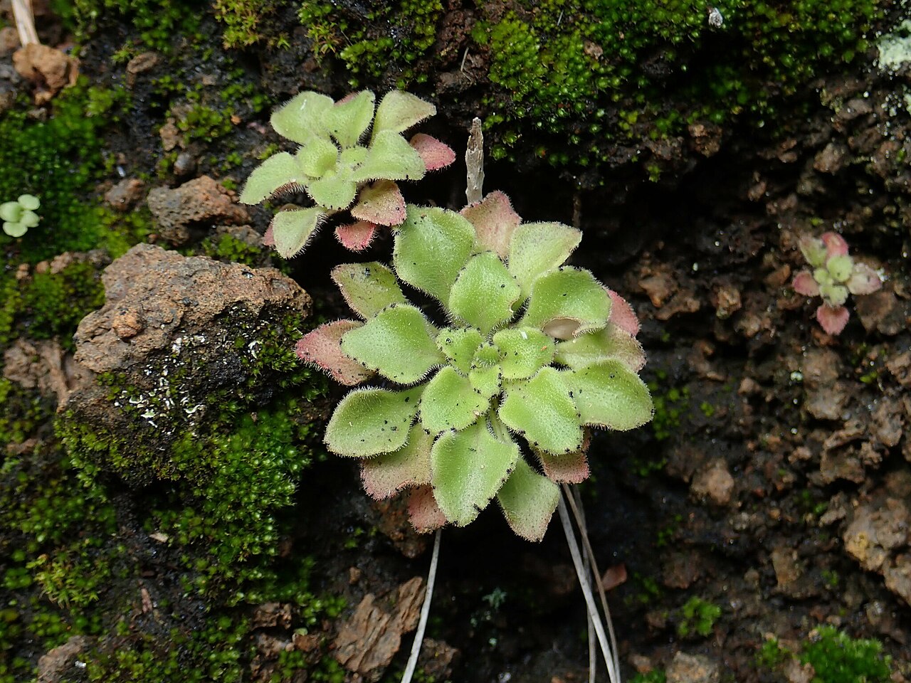 Aichryson bollei