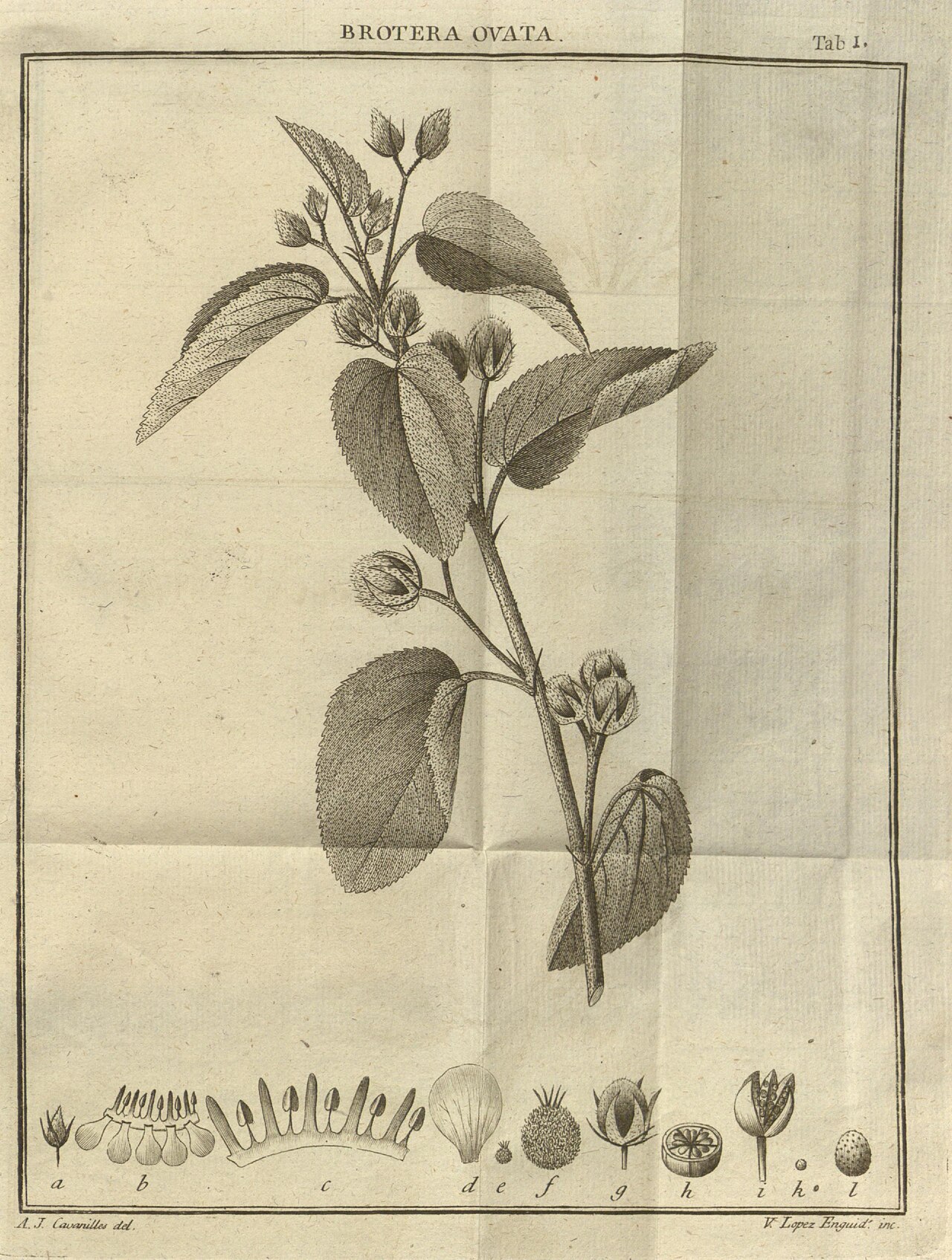 Melhania ovata