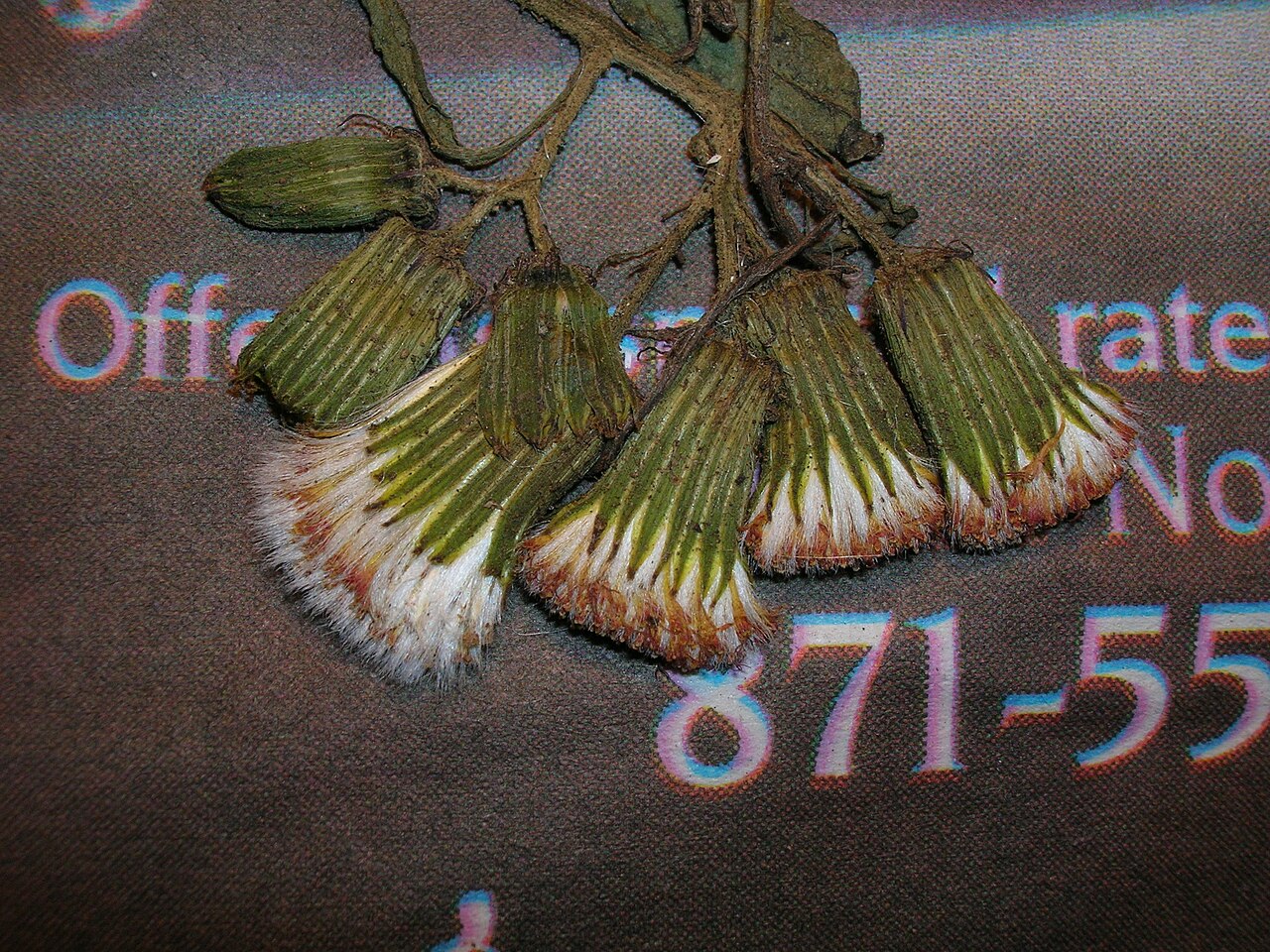 Erechtites valerianifolius