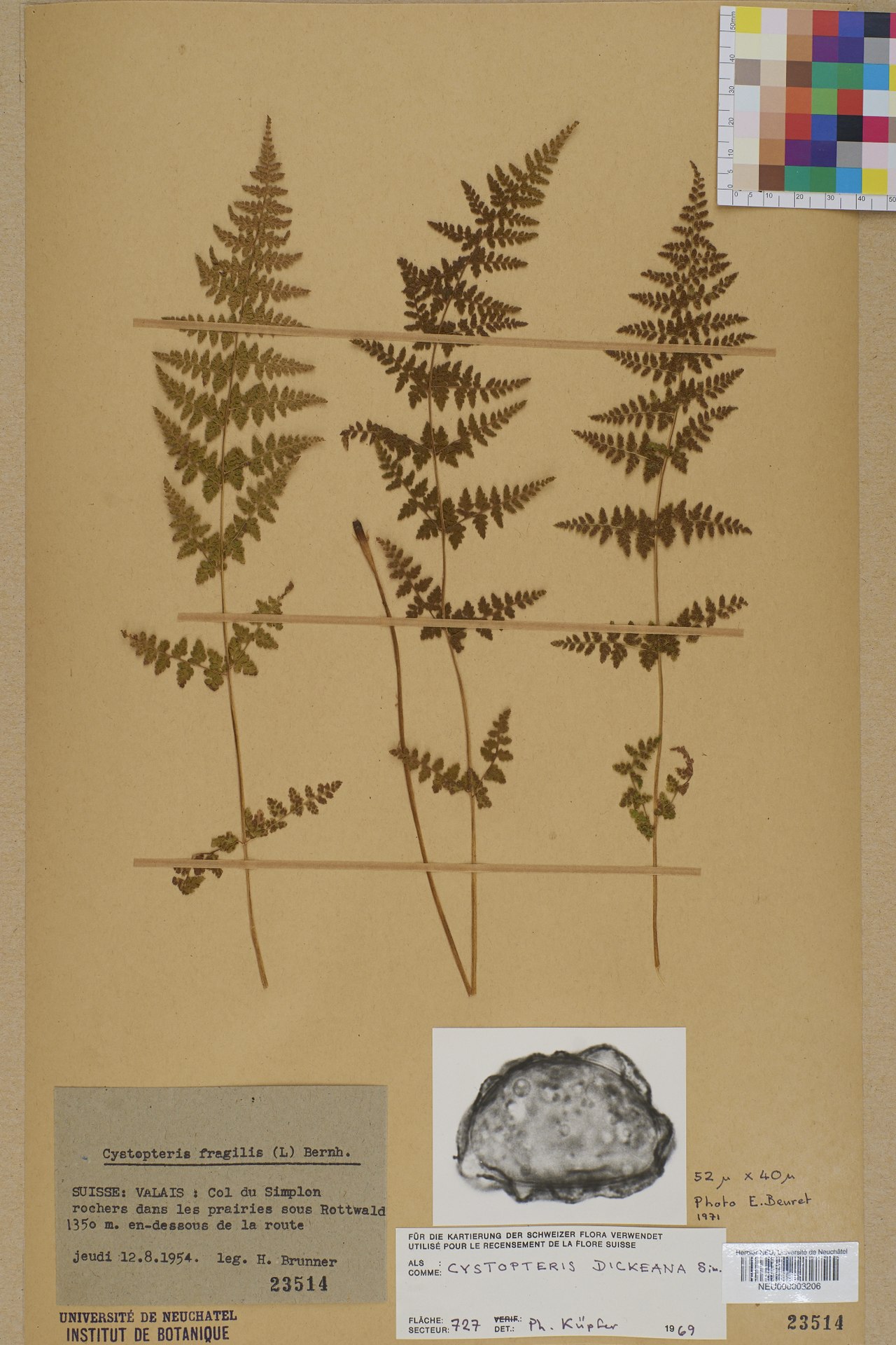 Cystopteris dickieana