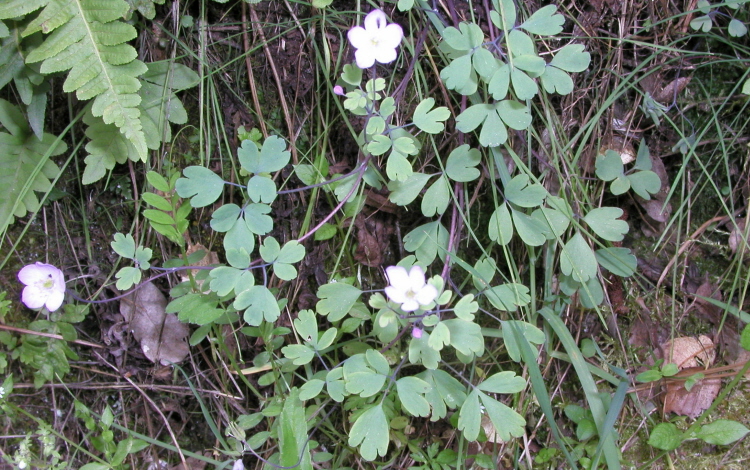 Enemion occidentale