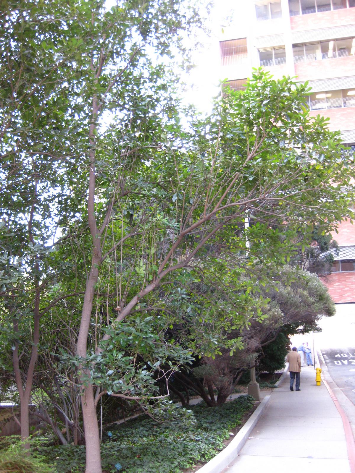 Tabebuia hypoleuca