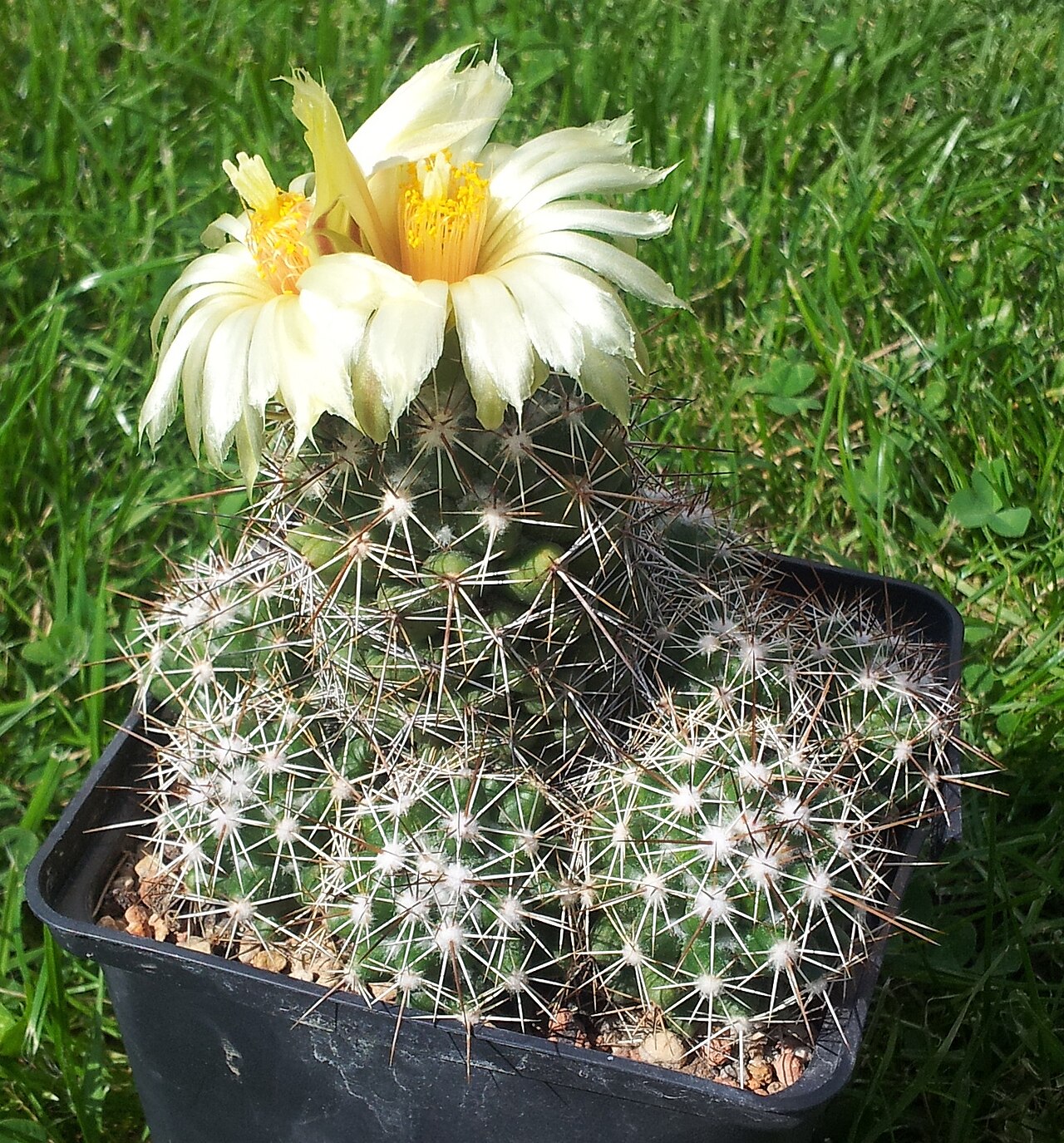 Coryphantha jalpanensis