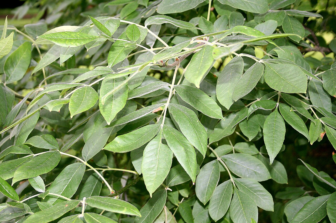 Fraxinus oregon