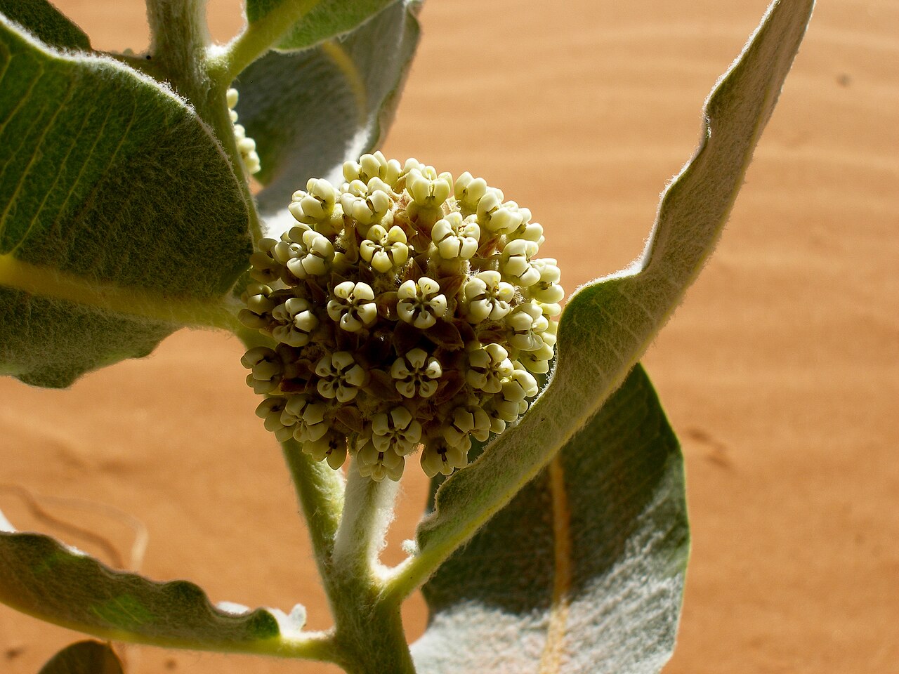 Asclepias welshii