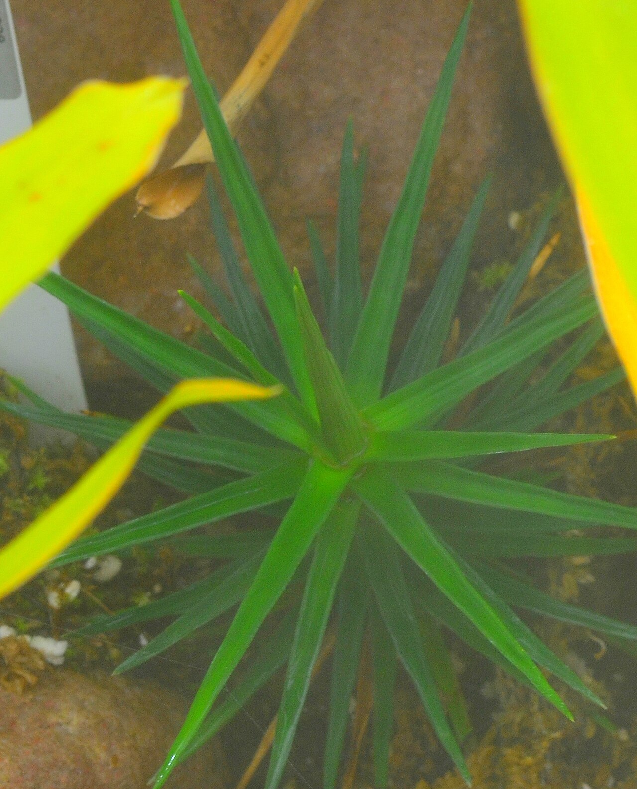 Ayensua uaipanensis