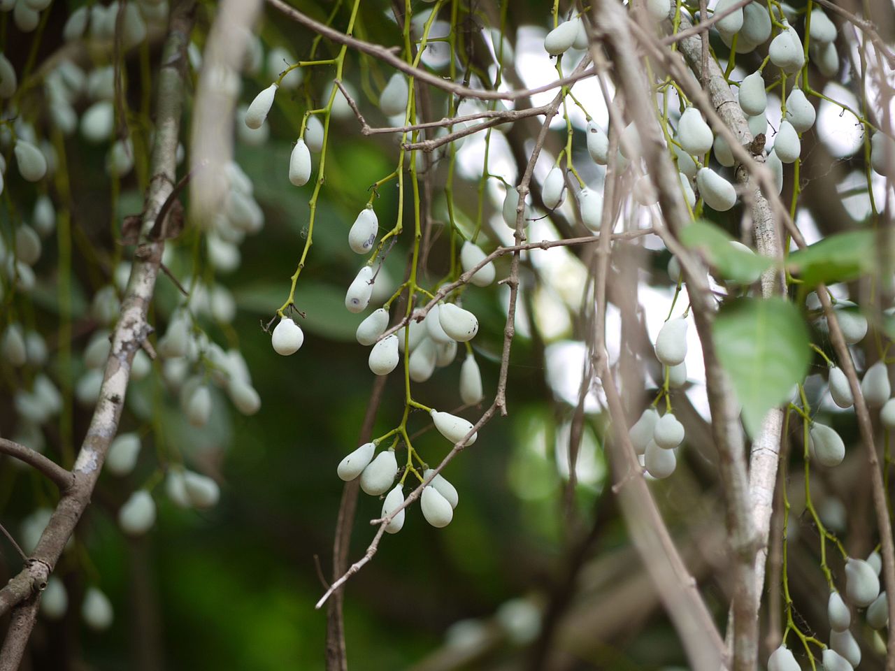 Diploclisia glaucescens