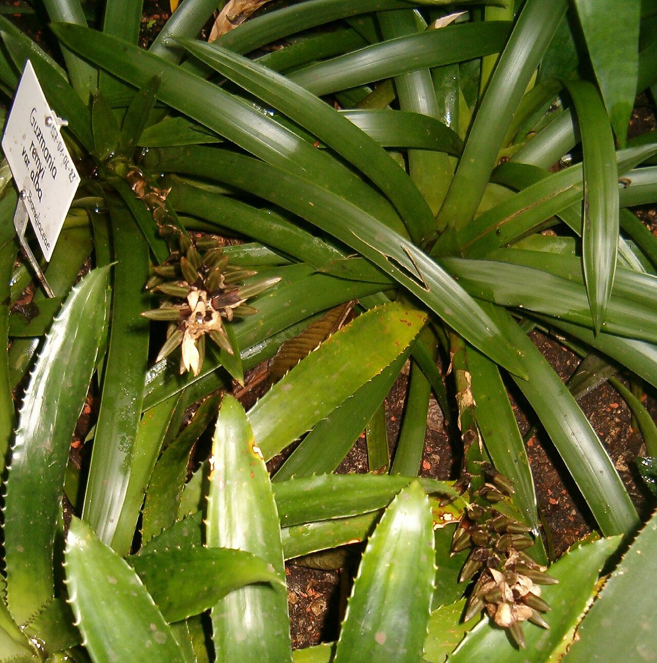 Guzmania remyi