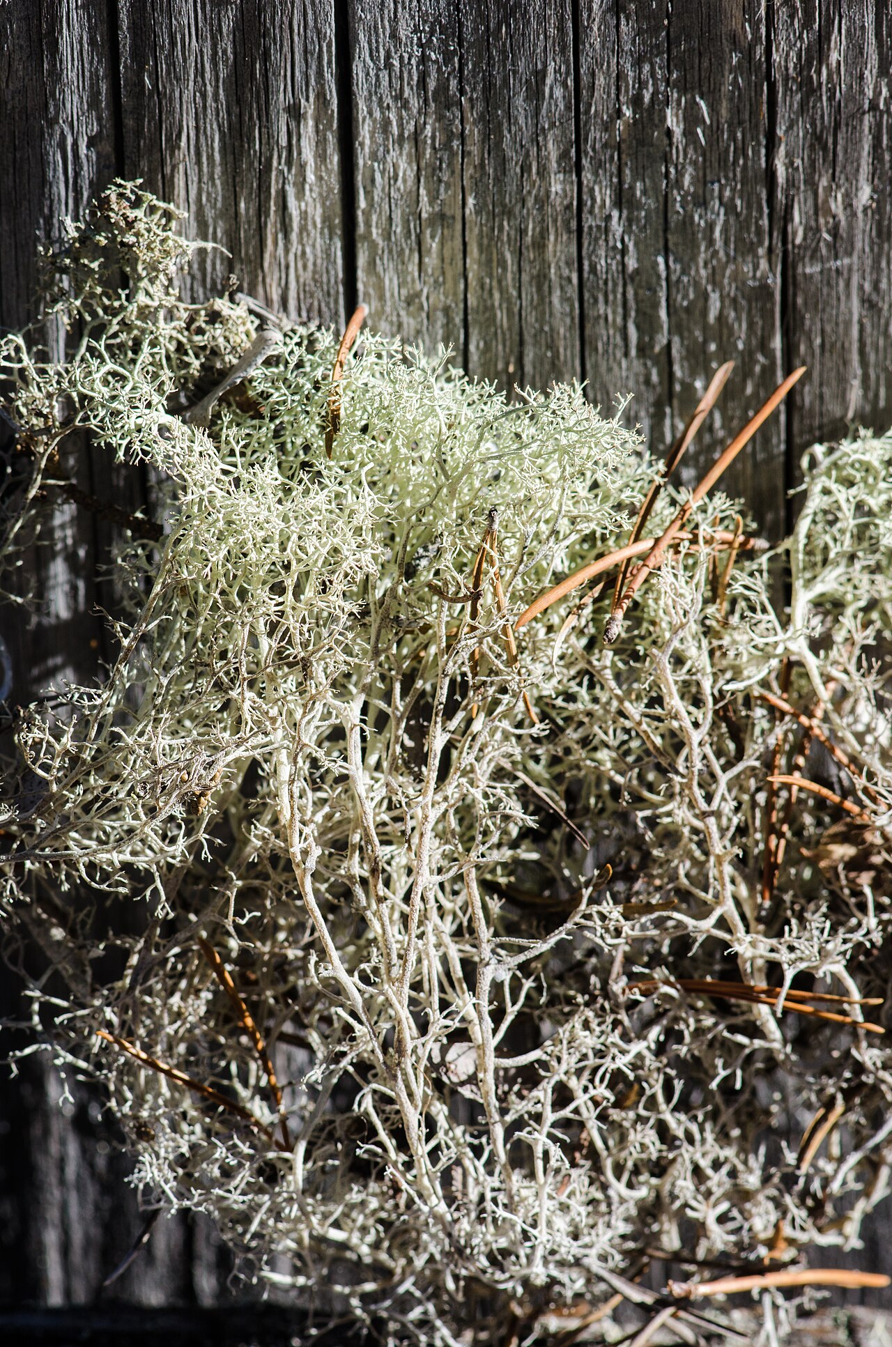 Cladonia crispata