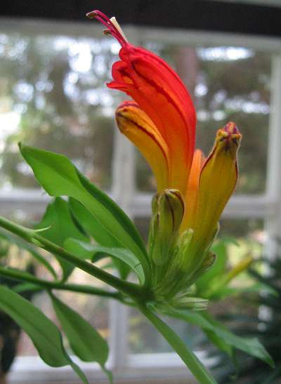 Aeschynanthus oxychlamys