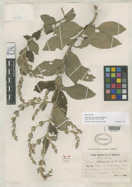 Salvia bahorucona