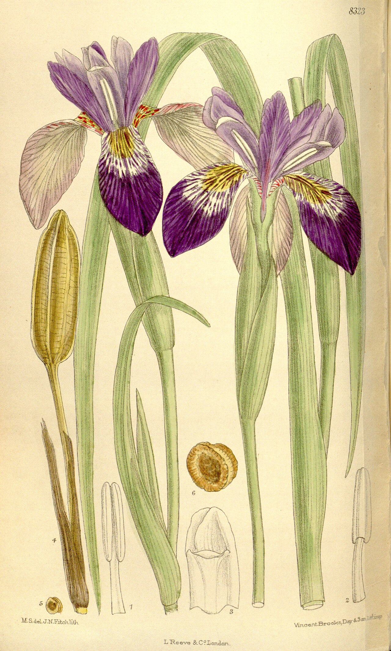Iris clarkei