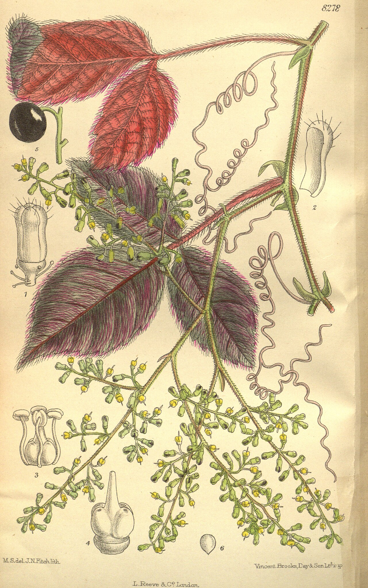 Cyphostemma