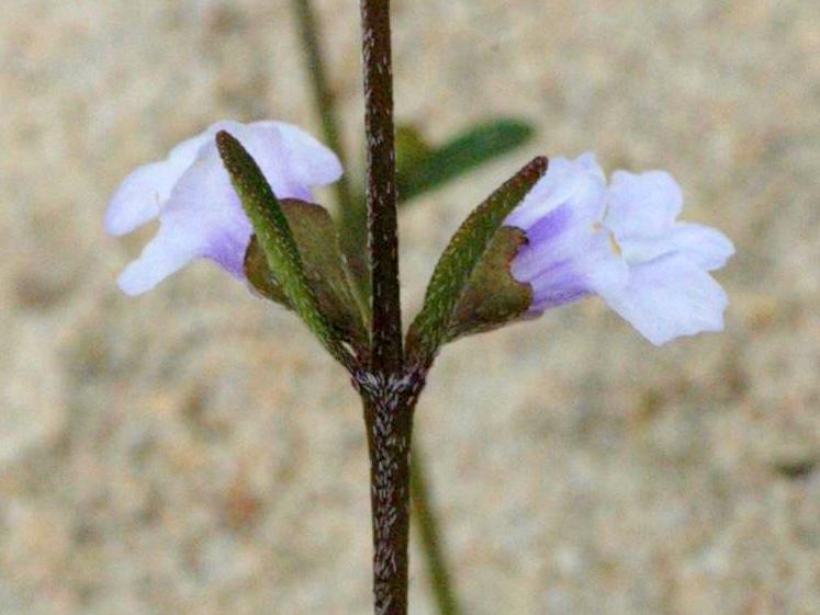 Prostanthera junonis