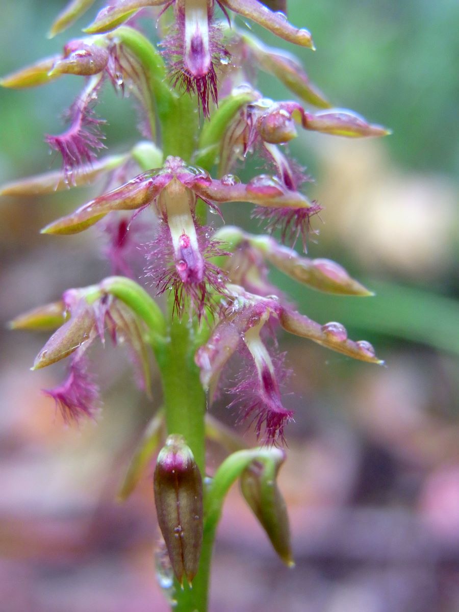 Fringed midge orchid