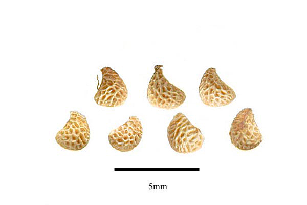 Rubus parvifolius