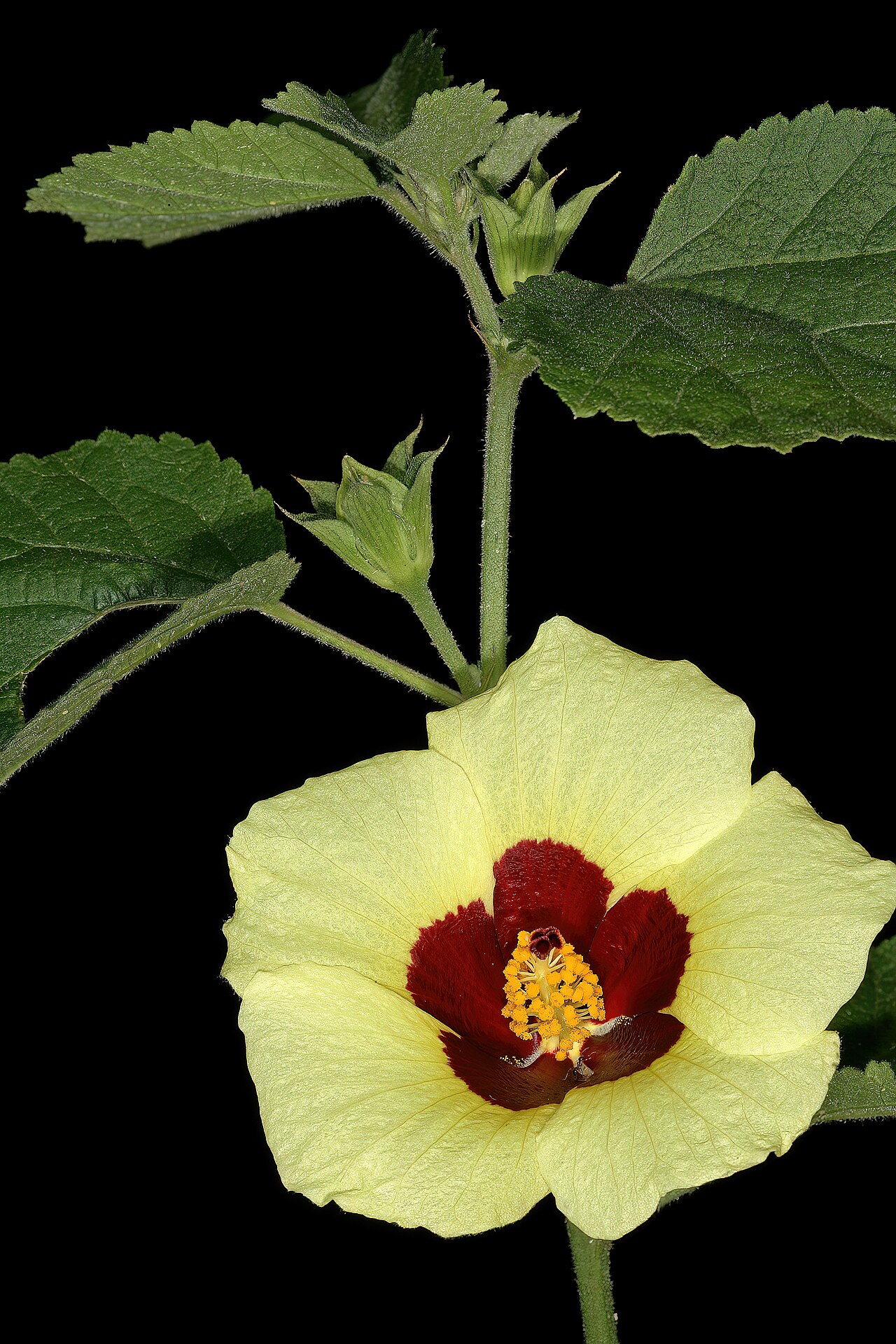 Hibiscus calyphyllus