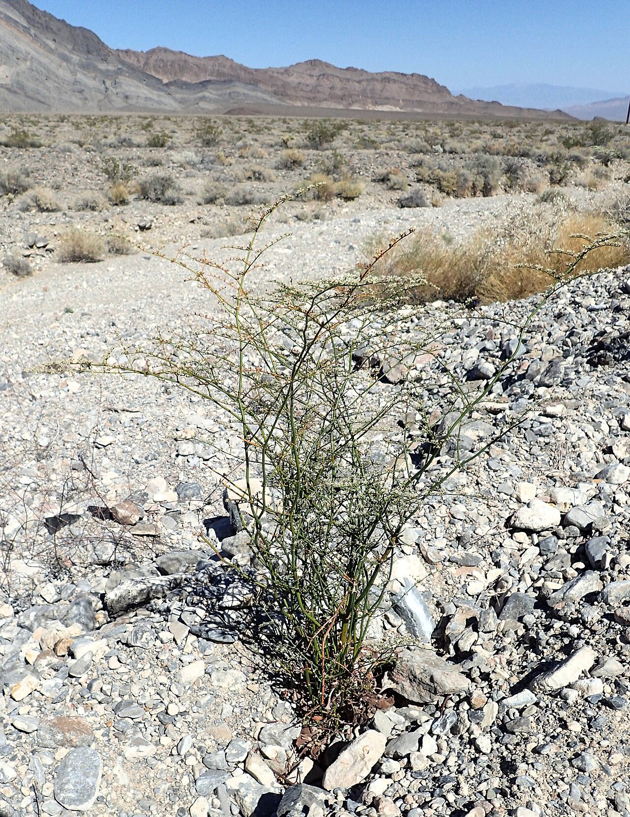Eriogonum hookeri