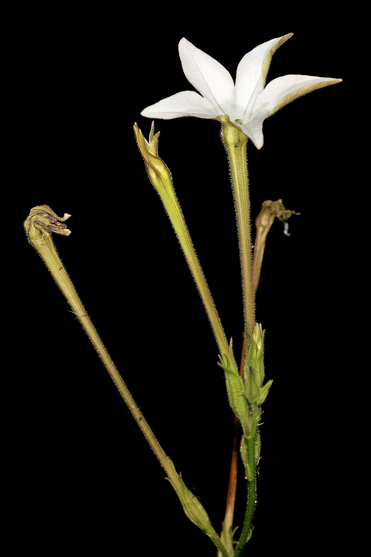 Nicotiana longiflora