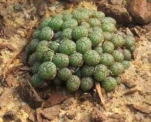 Conophytum minimum