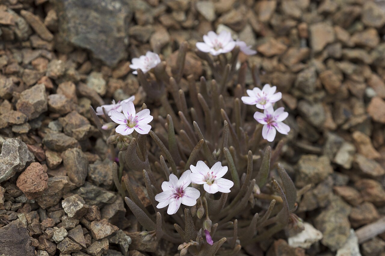 Claytonia gypsophiloides
