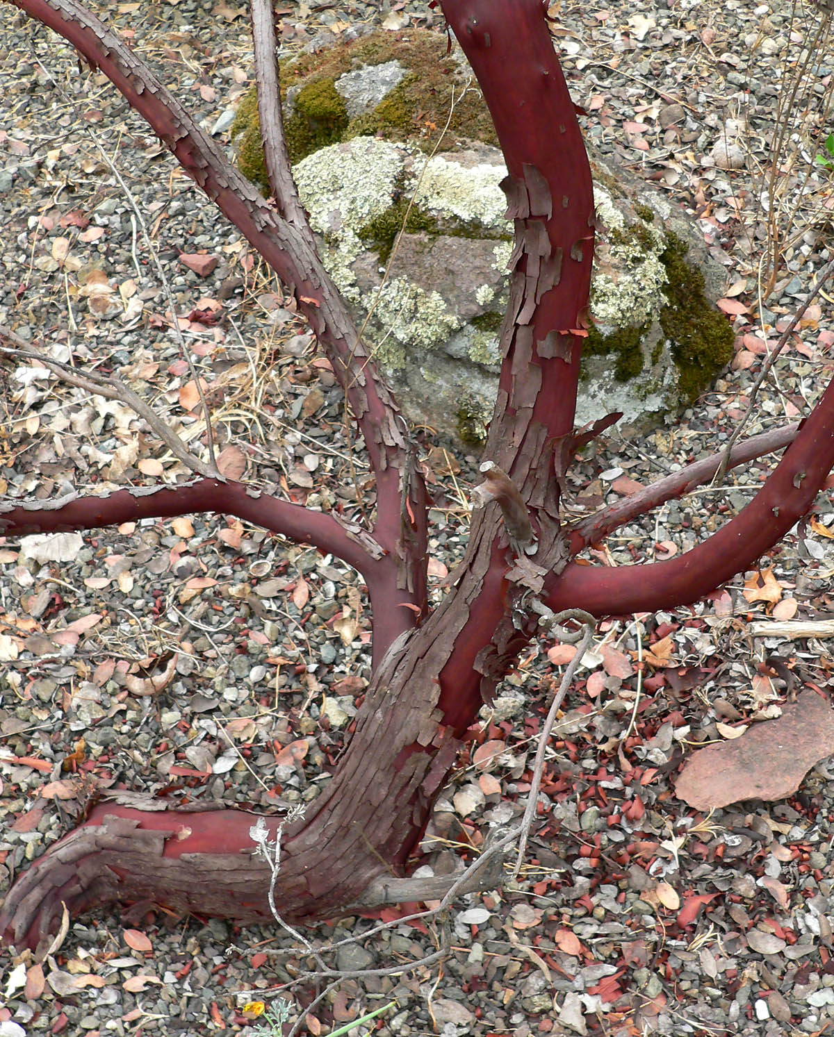 Arctostaphylos otayensis