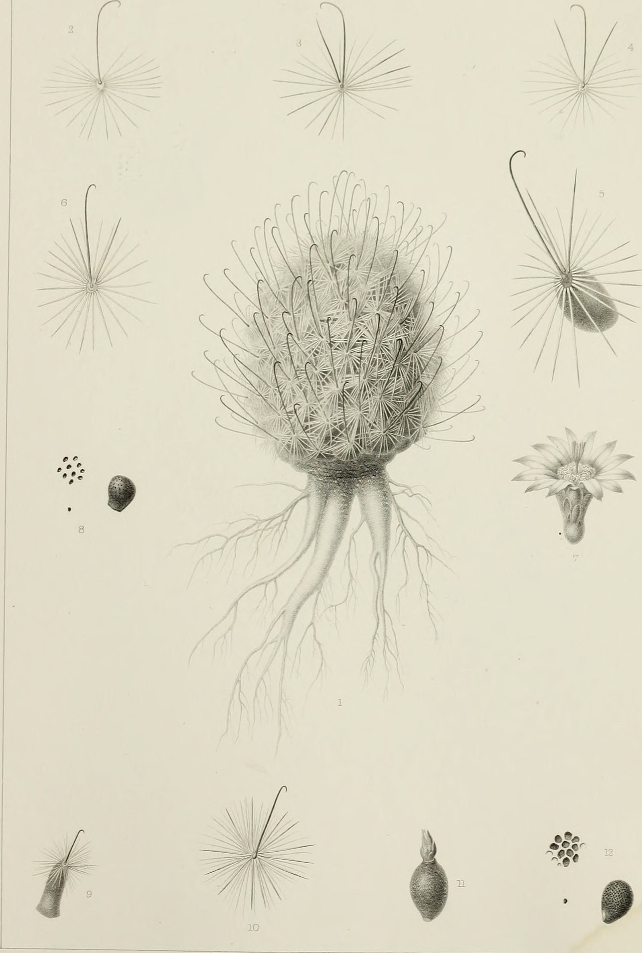 Cochemiea barbata