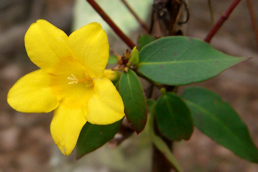 Gelsemium rankinii