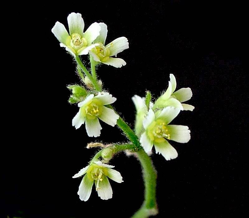 Euphorbia oaxacana