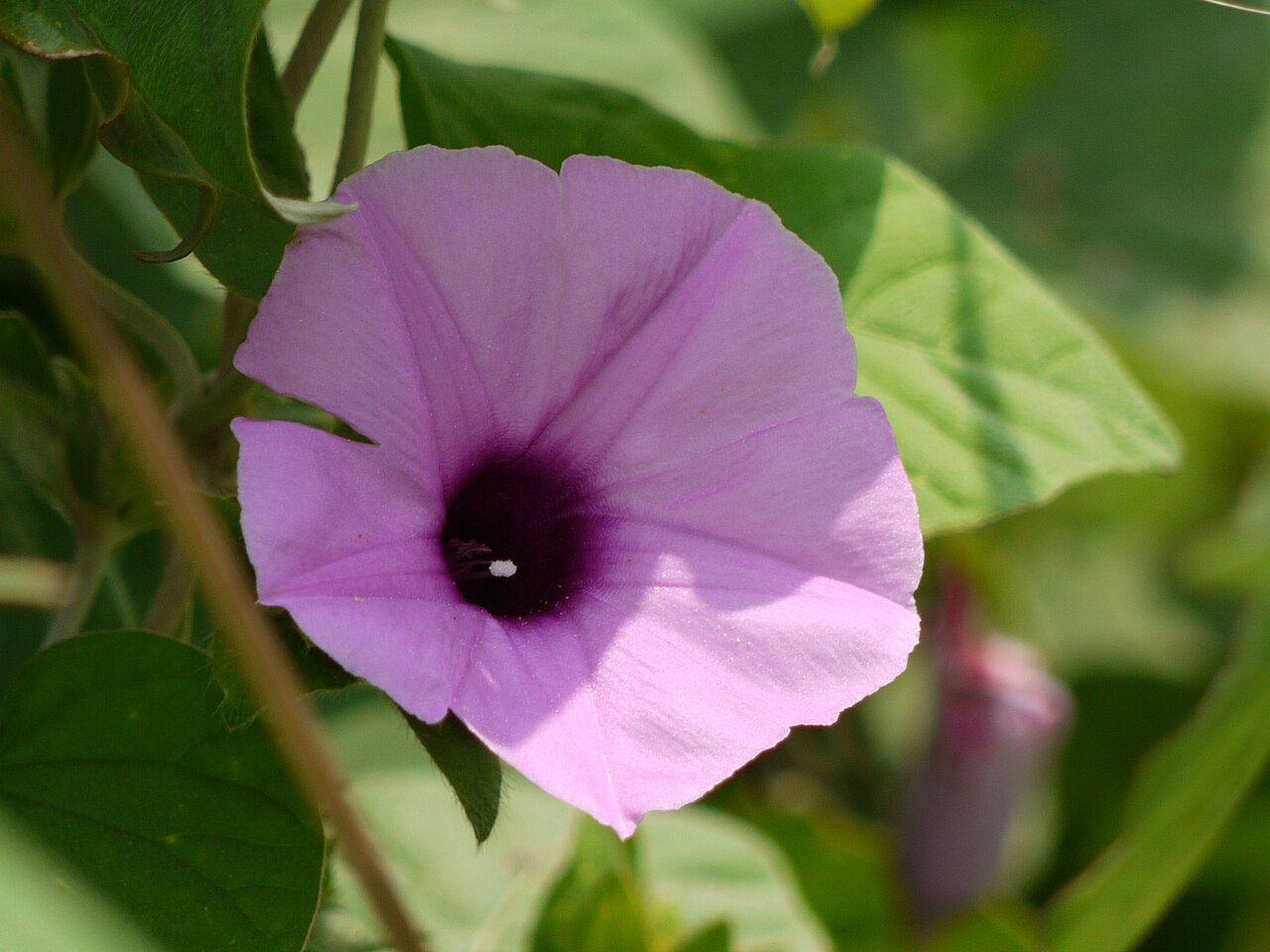 Argyreia leschenaultii