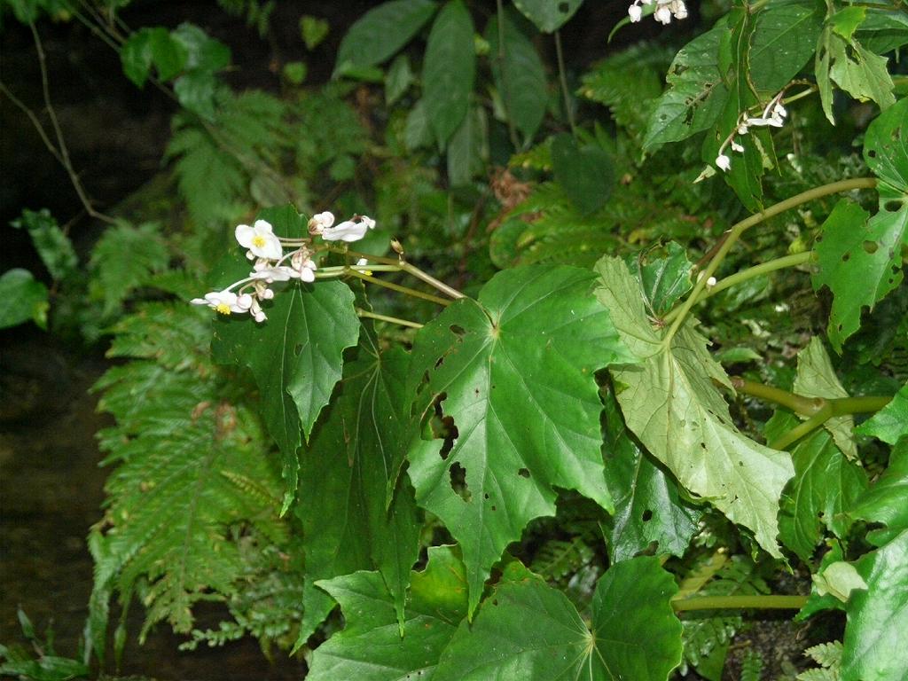 Begonia formosana