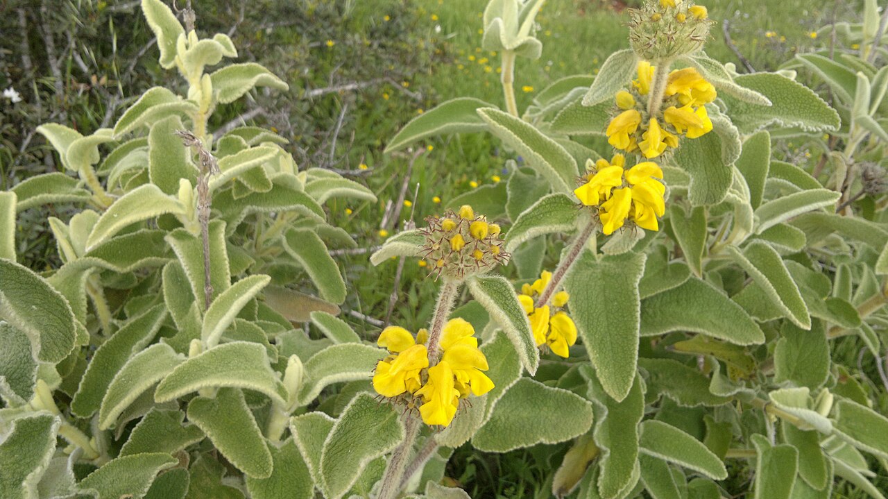 Phlomis floccosa