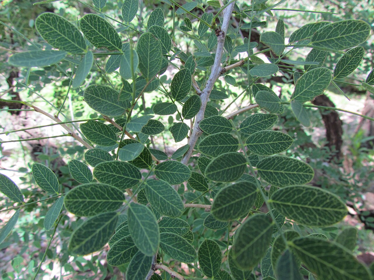 Diphysa suberosa