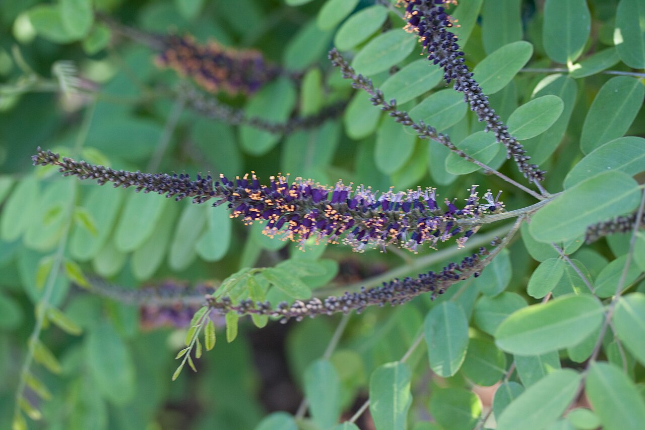 Amorpha ouachitensis