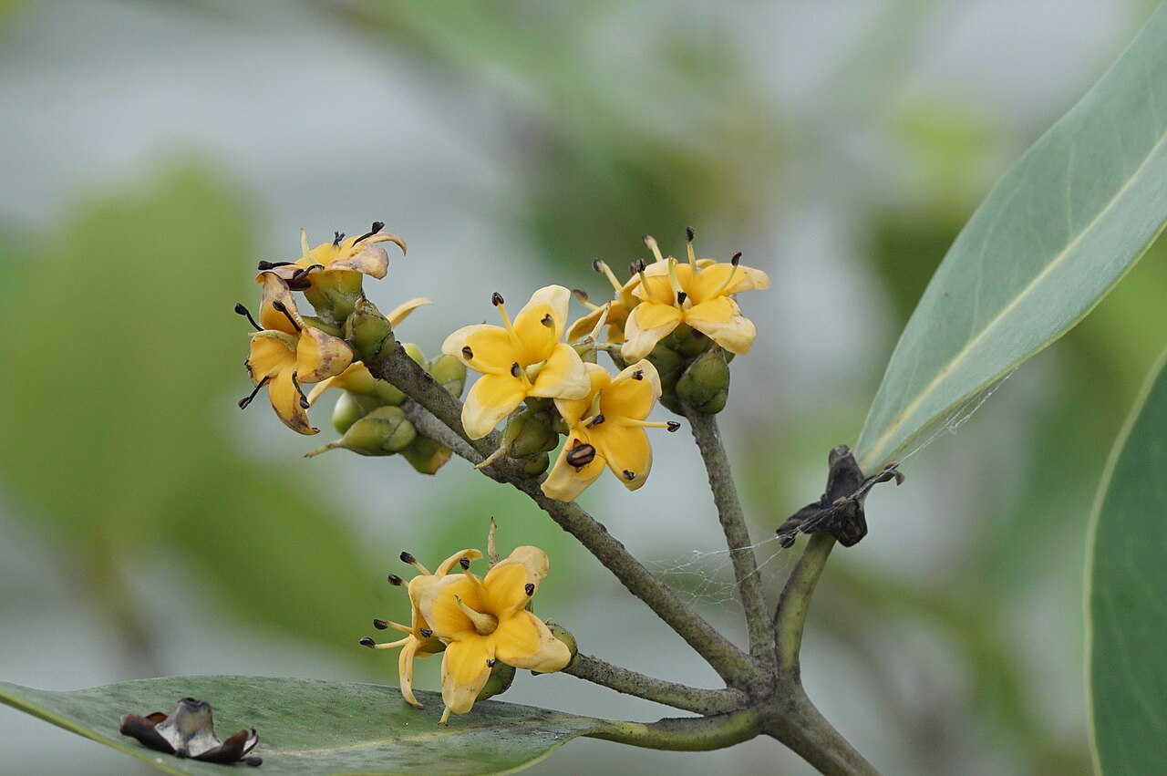 Avicennia officinalis