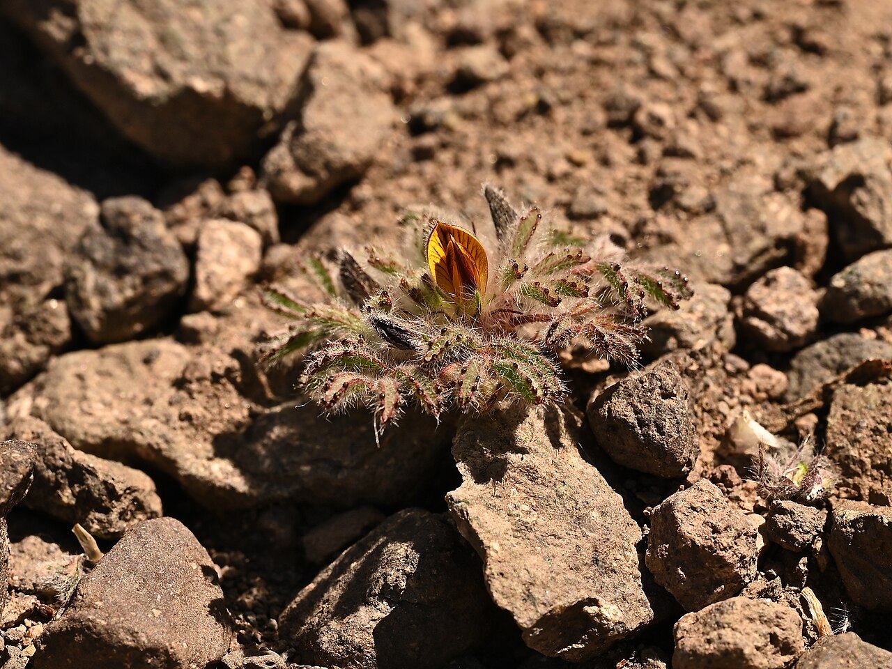 Adesmia capitellata