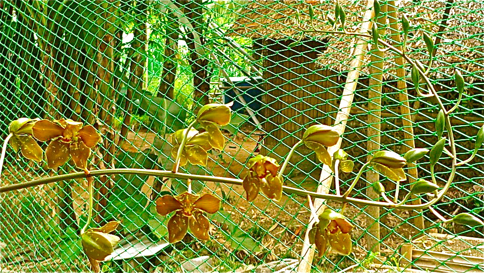 Grammatophyllum martae