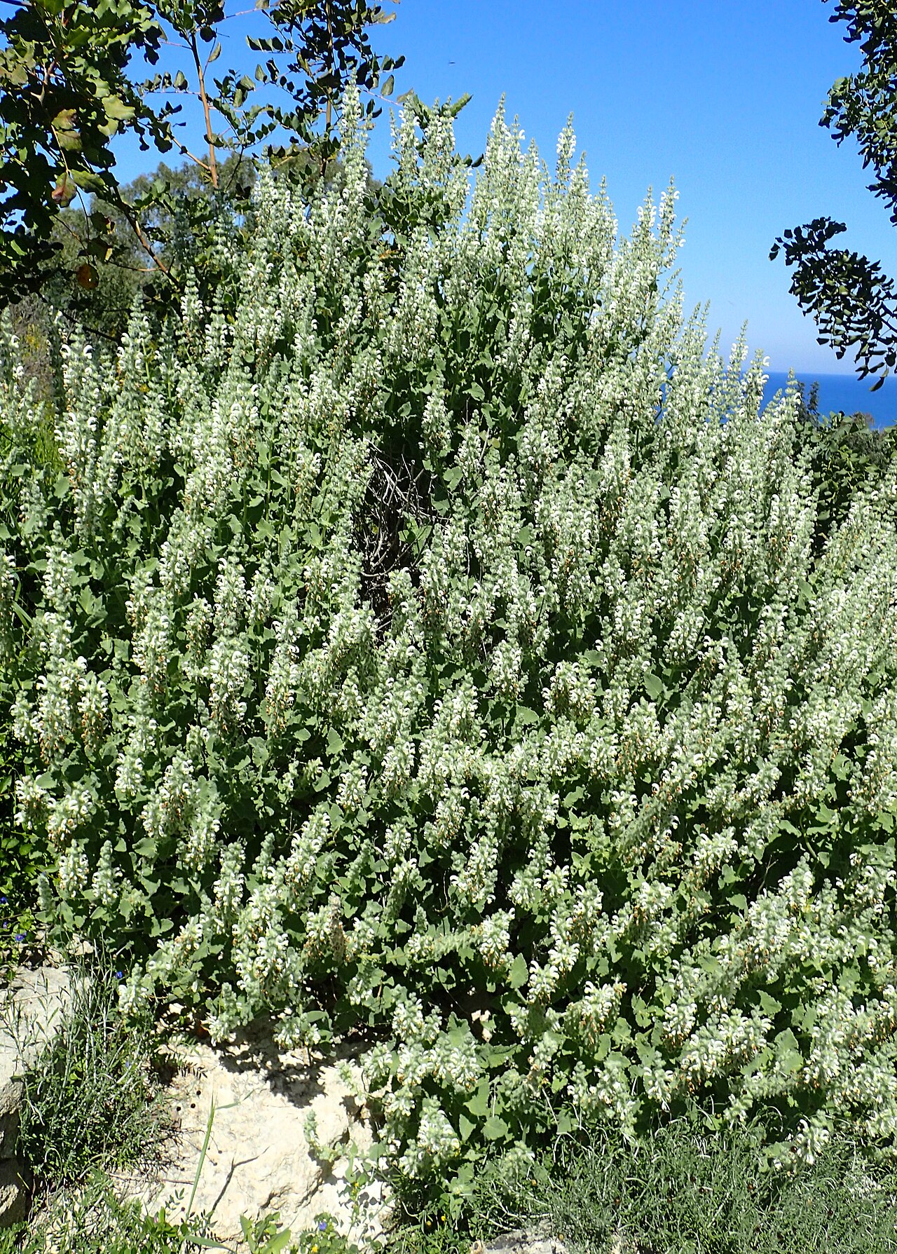 Salvia dominica