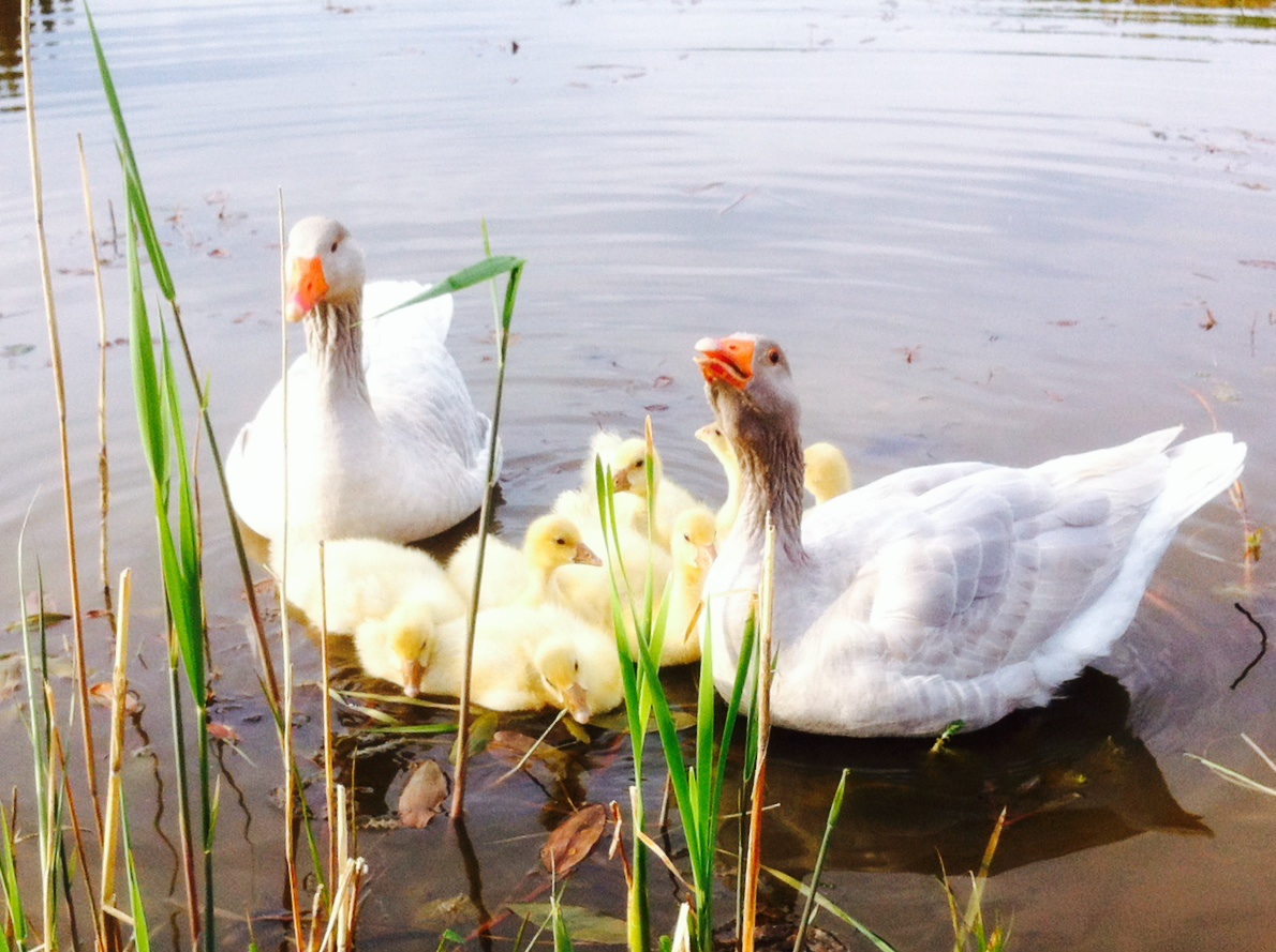 Franconian Goose