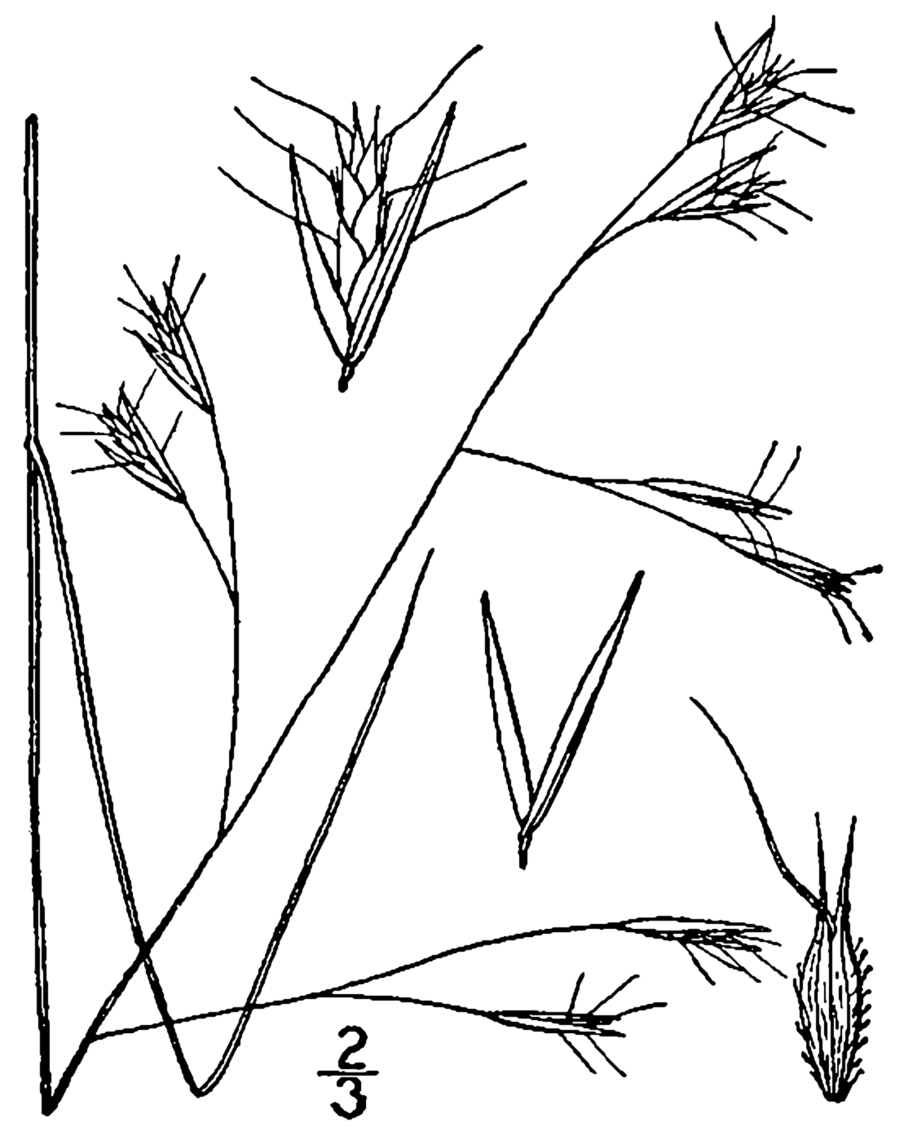 Danthonia compressa