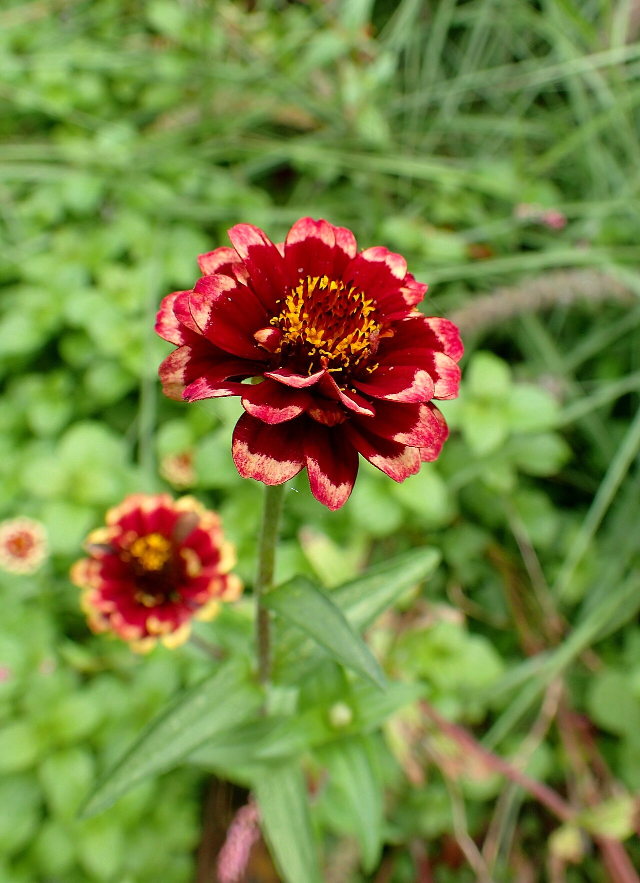 Zinnia haageana