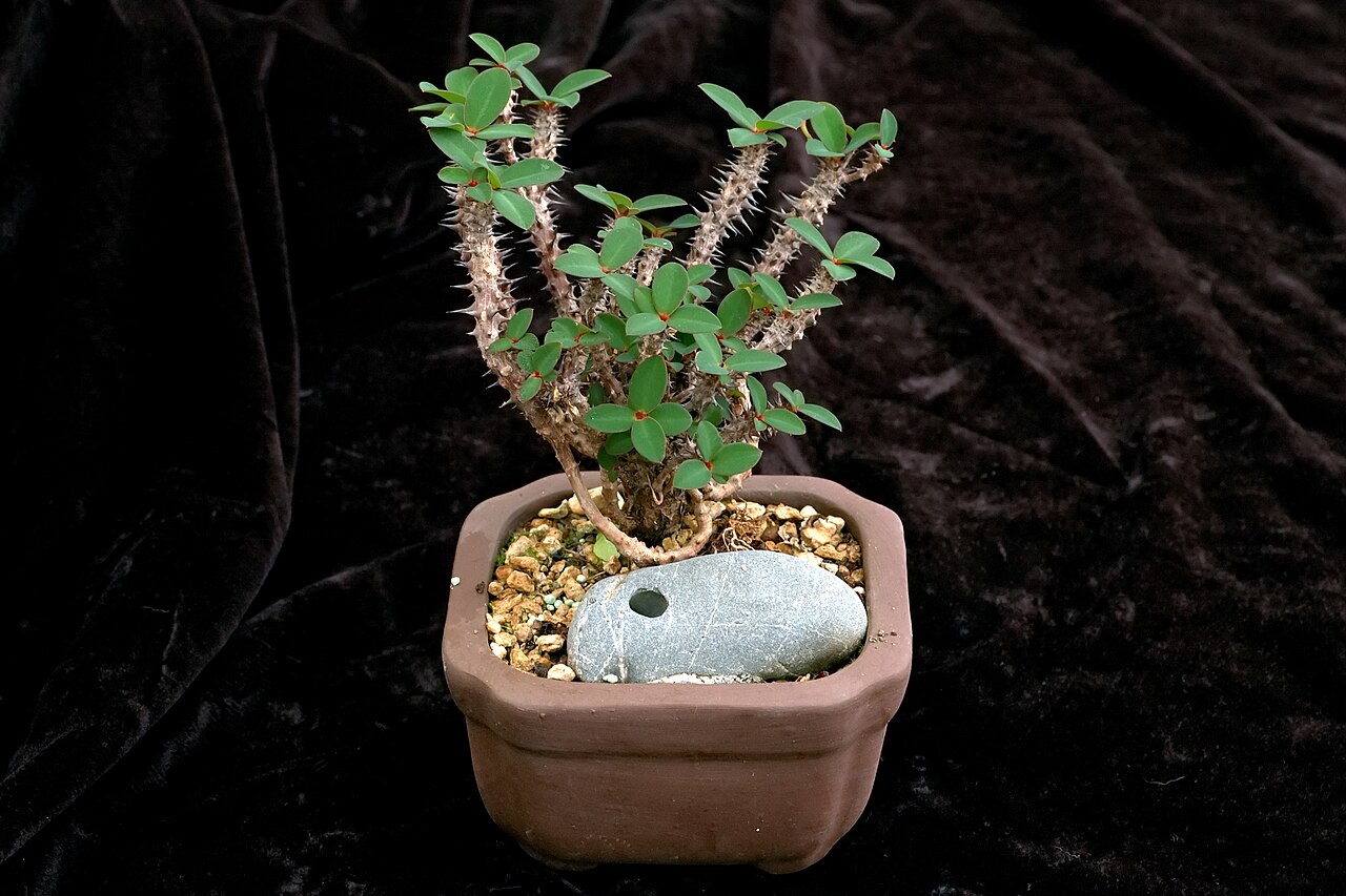 Euphorbia bulbispina
