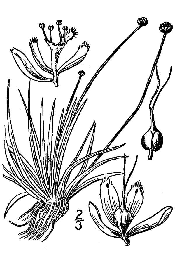 Eriocaulon parkeri