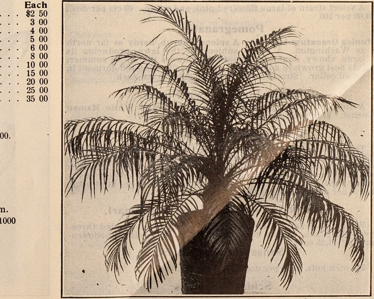 Roscheria melanochaetes