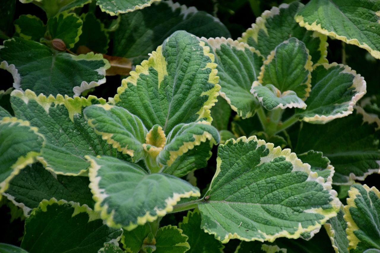 Plectranthus ciliatus
