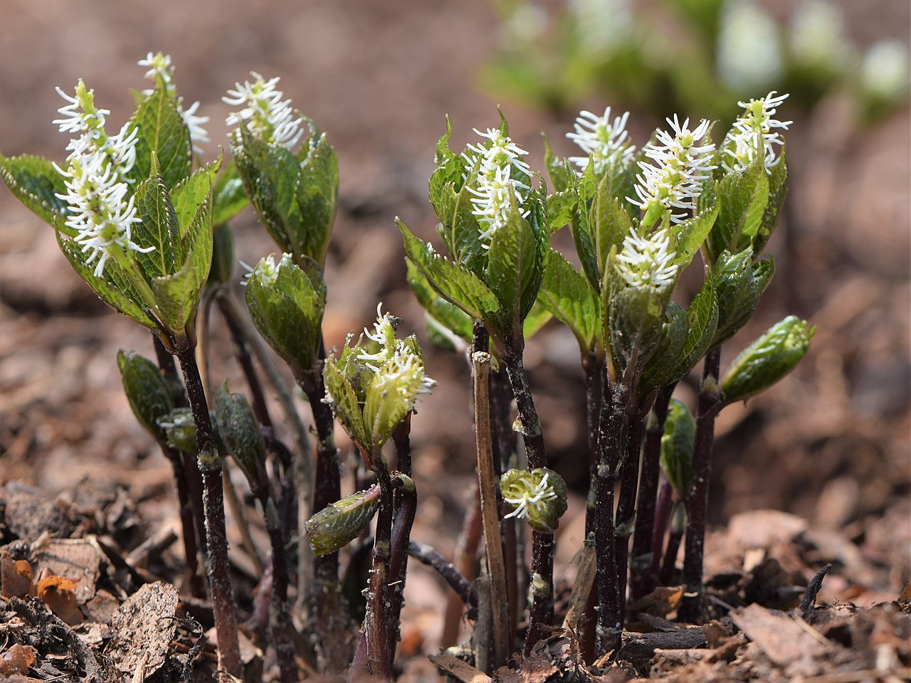 Chloranthus japonicus