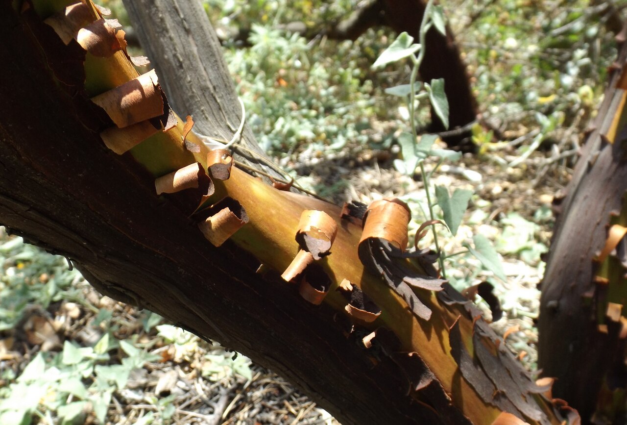 Arctostaphylos refugioensis